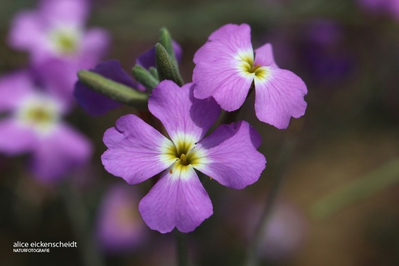 Strand-Meerviole (Malcolmia littorea)